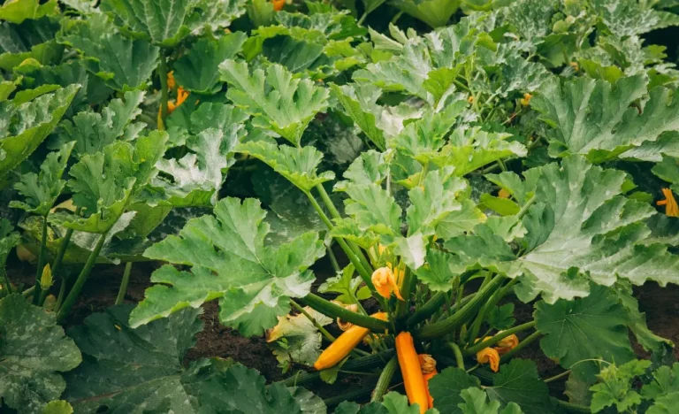 Quando seminare le zucchine per ottenere un raccolto ottimale? ecco il mese consigliato