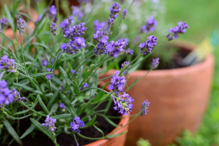 Il trucco per avere lavanda che fiorisce ogni anno senza fatica